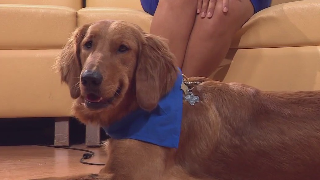 Pet of the Week: Oli from Gold Ribbon Rescue