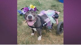 Pet of the Week: Cleopatra from APA!