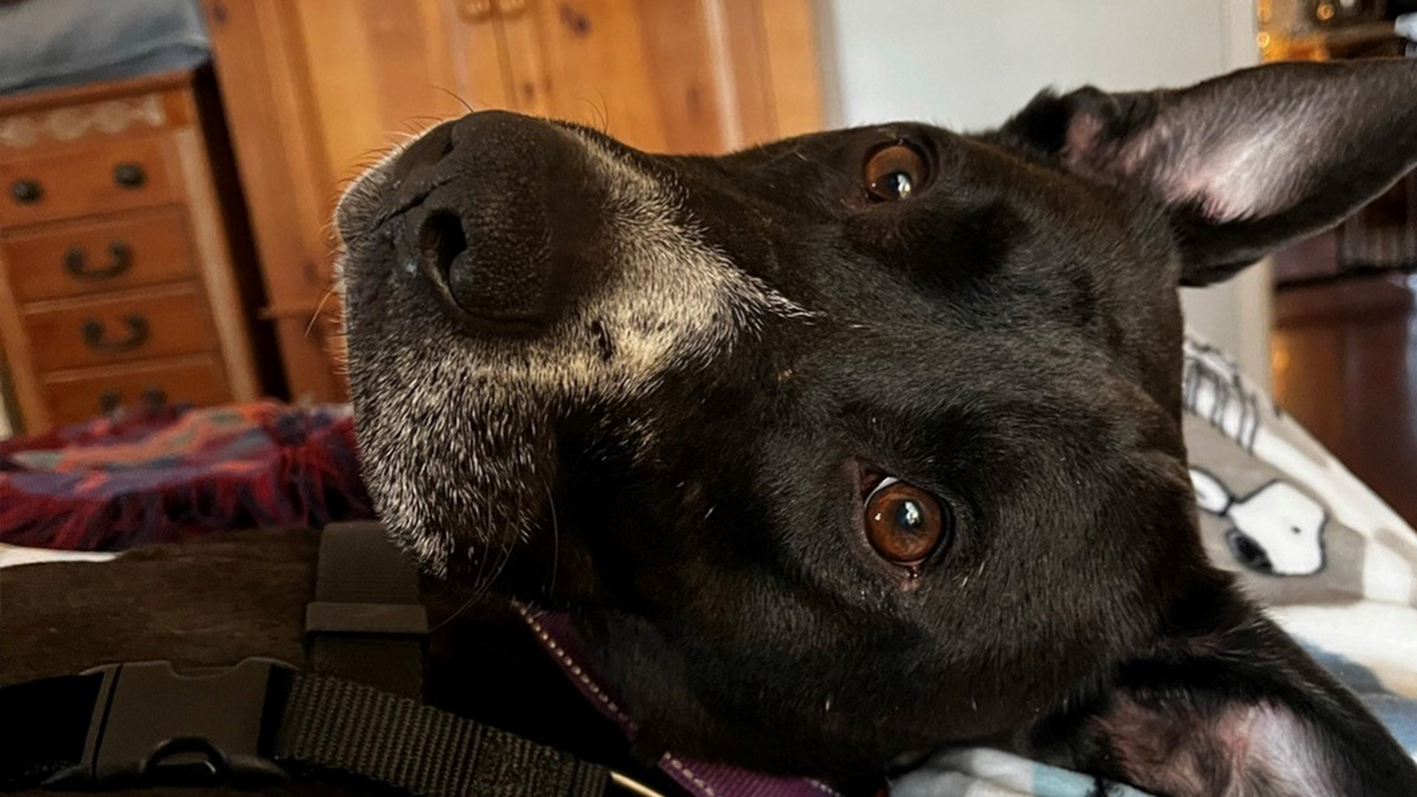 Pet up for adoption: Godiva at PAWS Shelter