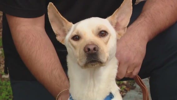 Adopt Peppermint at Austin Pets Alive!