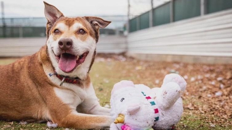 Pet of the Week: Teddy Bear from AAC