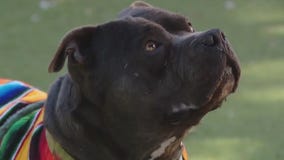 Adopt Bambino at Austin Animal Center!