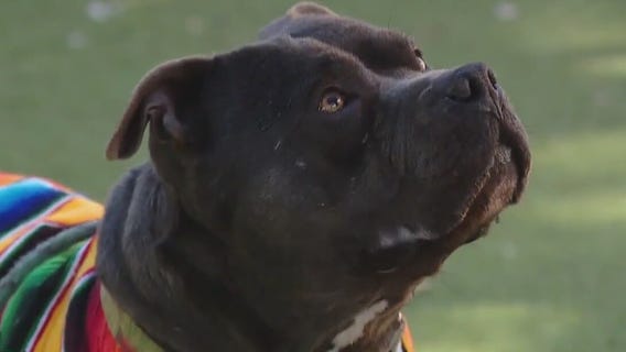 Adopt Bambino at Austin Animal Center!