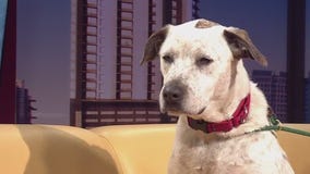 Pet of the Week: Zach