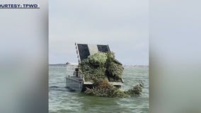 Parks turn Christmas trees into fish habitats