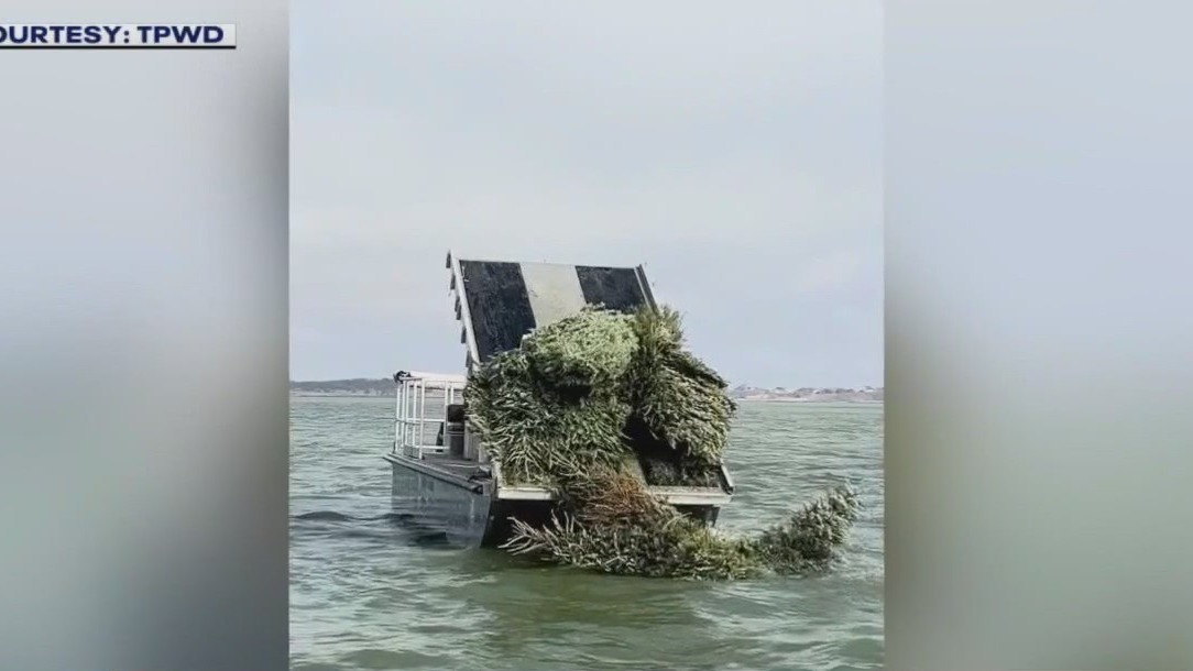 Parks turn Christmas trees into fish habitats