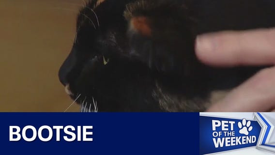 Adopt Bootsie at Austin Animal Center