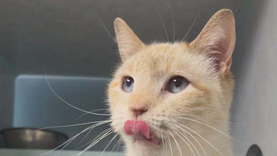 Pet of the Weekend: Jean Luc at TX Humane Heroes