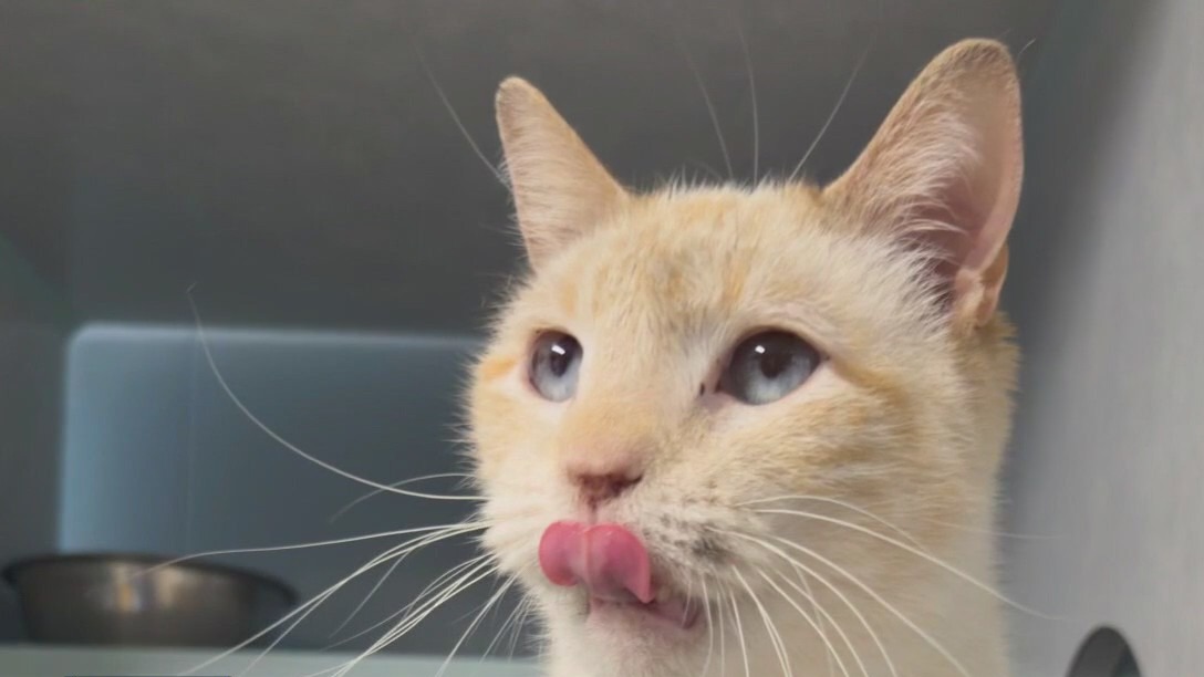 Pet of the Weekend: Jean Luc at TX Humane Heroes