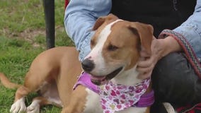 Adopt Minnie at Texas Humane Heroes!