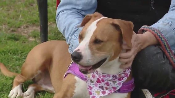 Adopt Minnie at Texas Humane Heroes!