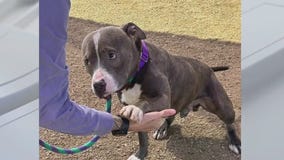 Adopt Simu at WilCo Regional Animal Shelter!