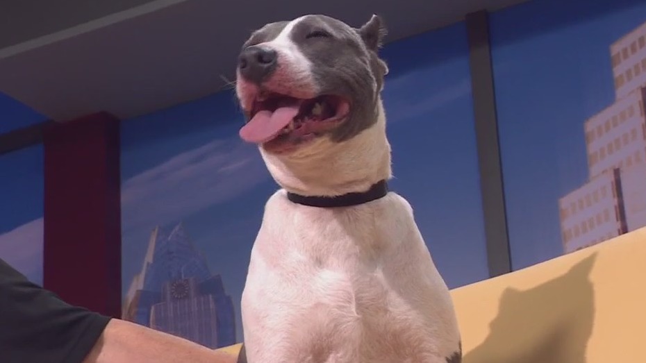 Austin Pets Alive! introduces Chata