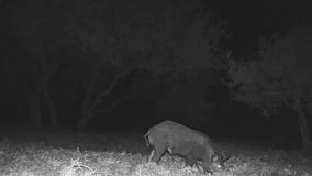 Feral hog population control solution?