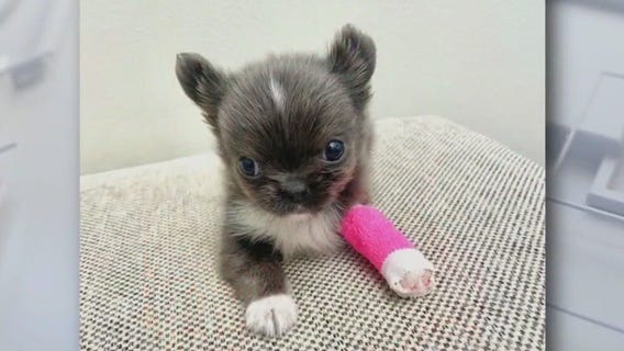 Meet Lily from PAWS of Austin