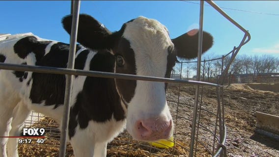 Last harvest: Small farms wonder if this year could be their last