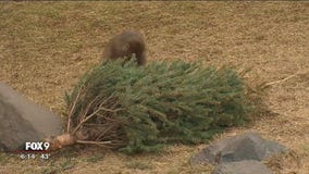 Old Christmas trees serve purpose at Minnesota Zoo