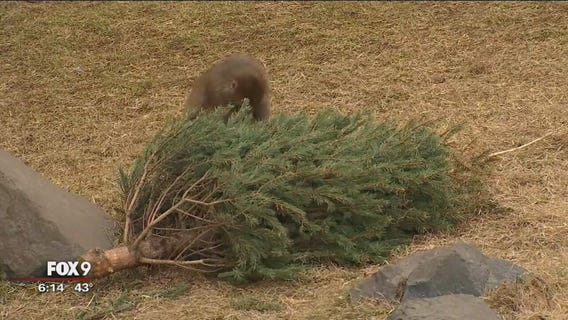Old Christmas trees serve purpose at Minnesota Zoo
