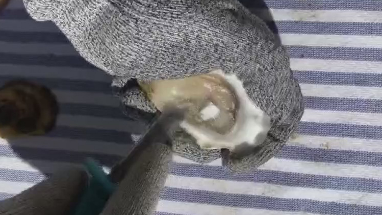 Good Day Cooks: Austin Oyster Co.