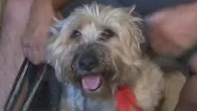 Discussing the latest in veterinary medicine