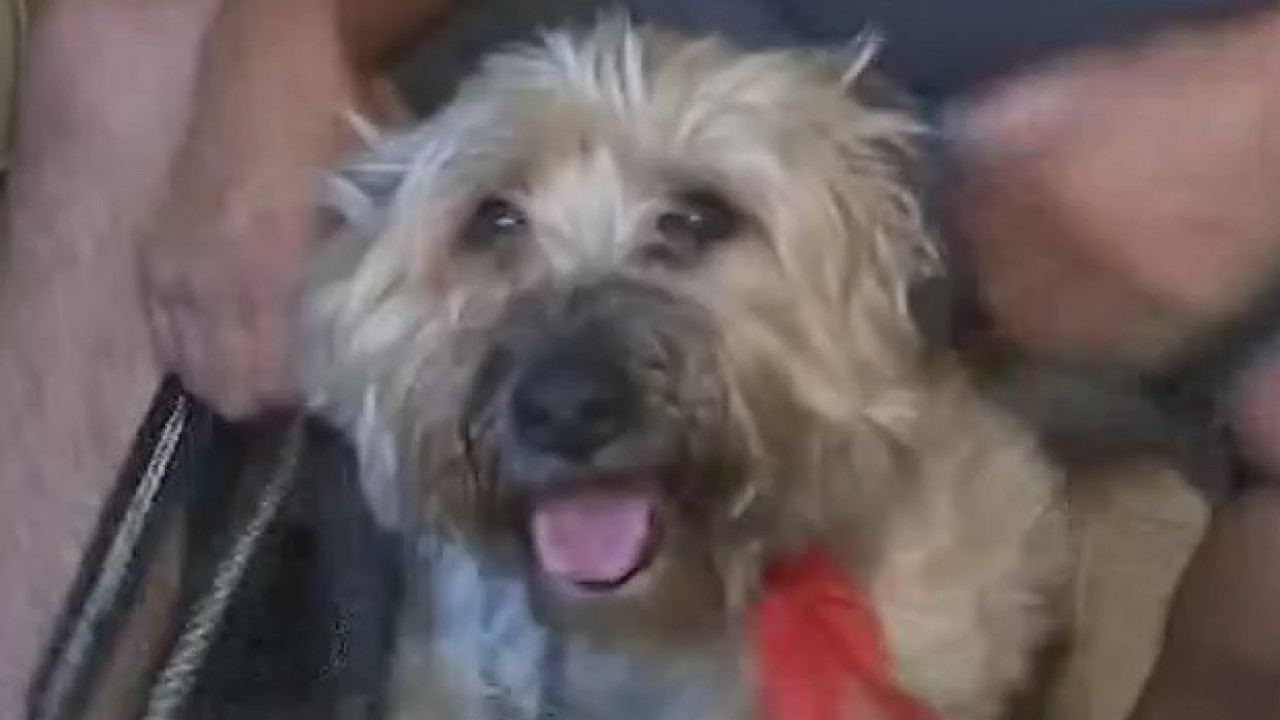 Discussing the latest in veterinary medicine