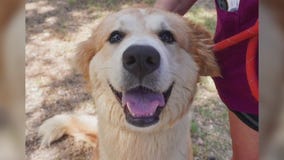 Pet of the Weekend: Athena