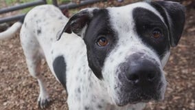 Pet of the Weekend: Amy