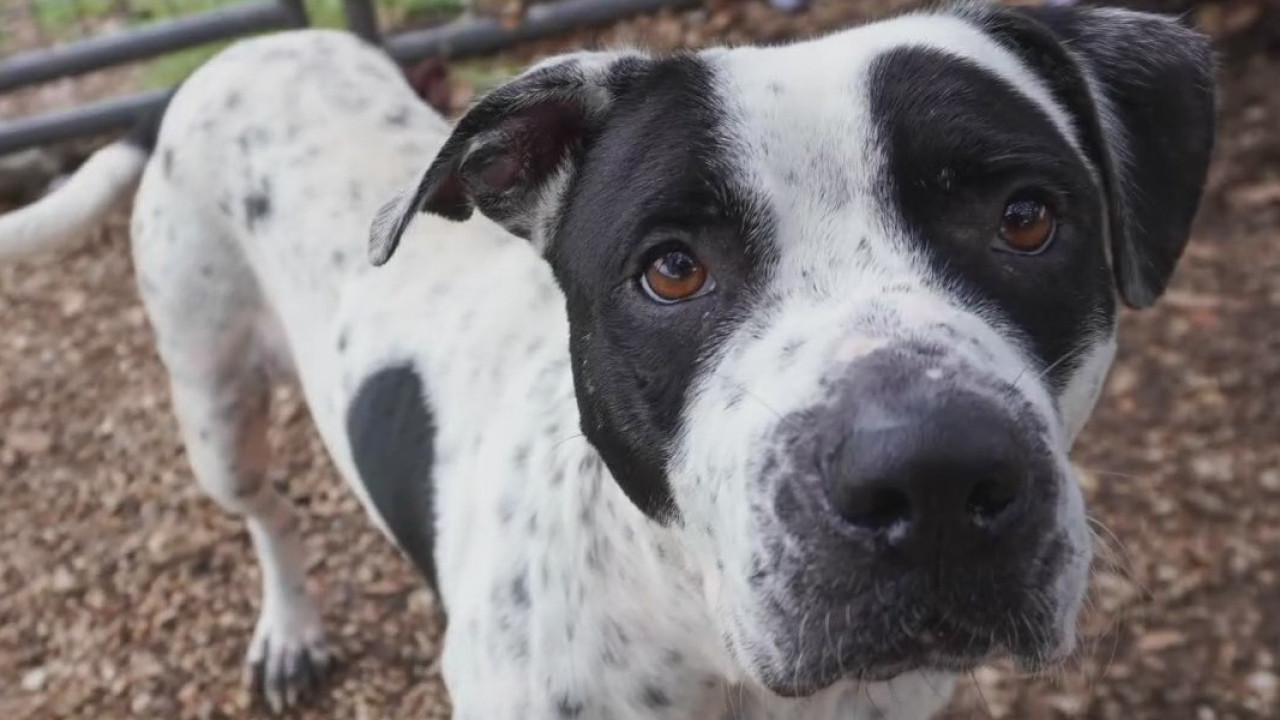 Pet of the Weekend: Amy