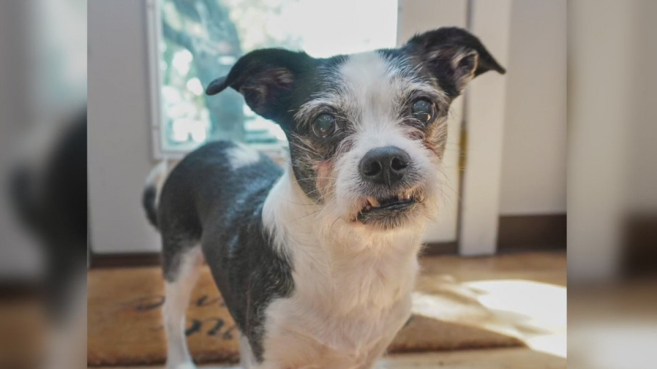 Pet of the Weekend: Lilly