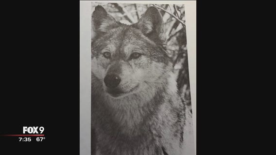 The meaning of the wolf