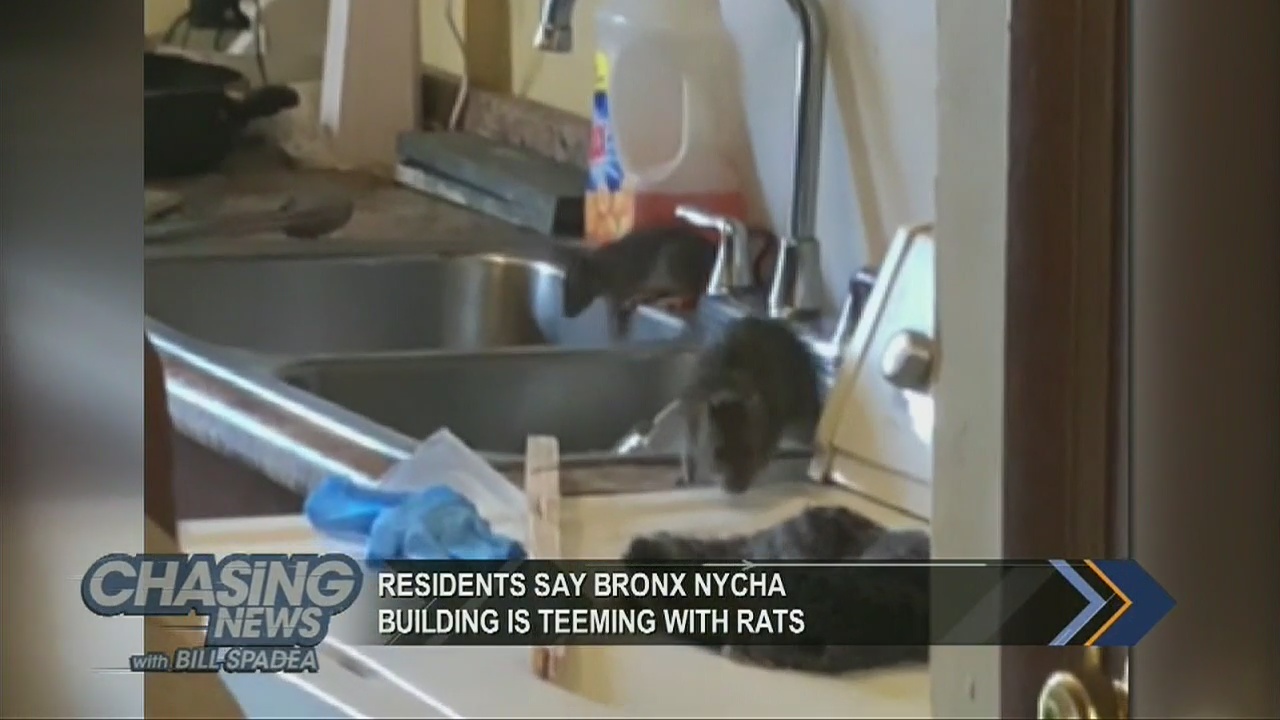 Residents say Bronx NYCHA building is teeming with rats