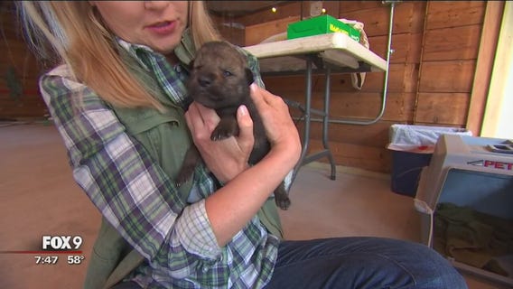 WOLF WEEK: Wildlife Science Center