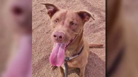 Pet of the Weekend: Barkley