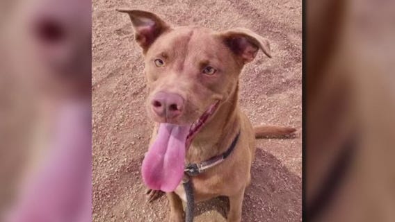 Pet of the Weekend: Barkley