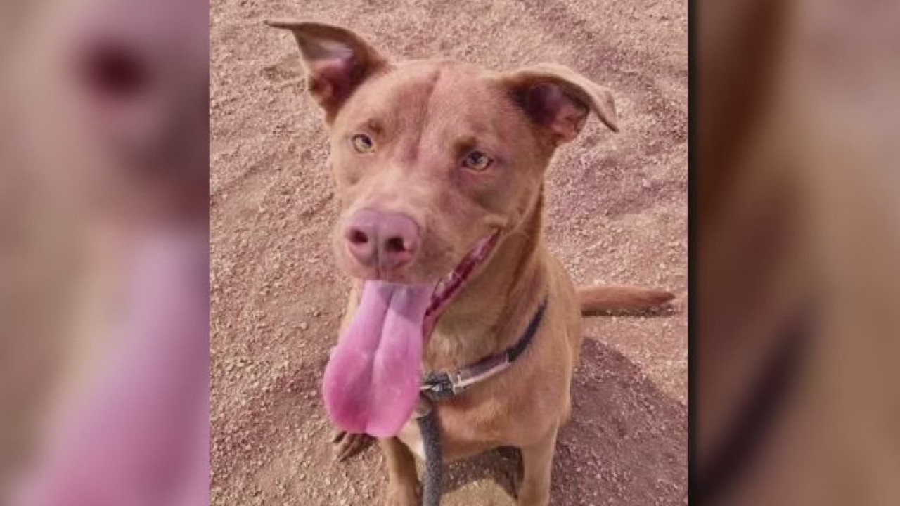 Pet of the Weekend: Barkley