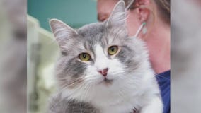 Pet of the Weekend: Tuffy