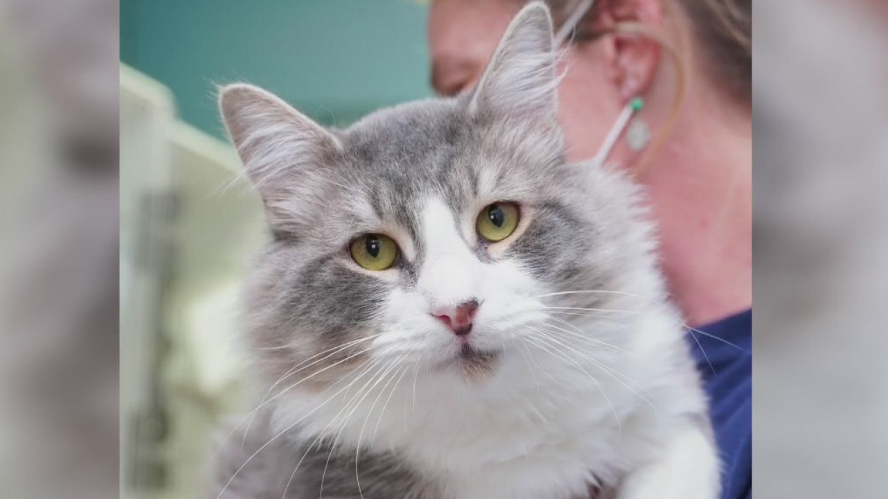 Pet of the Weekend: Tuffy