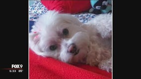 Frightening dog attack in Burnsville takes the life of one pet, injures owner