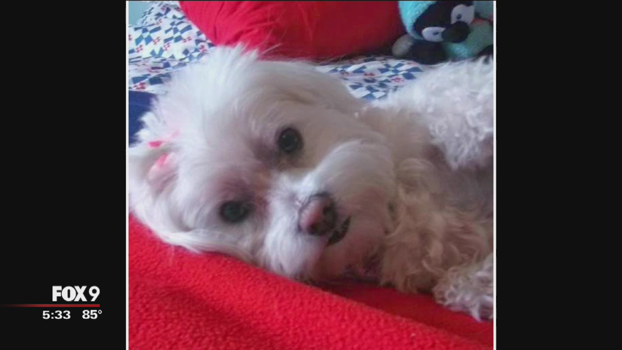 Frightening dog attack in Burnsville takes the life of one pet, injures owner