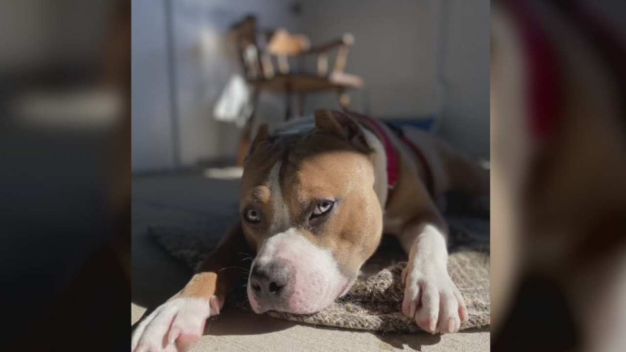 Pet of the Weekend: PJ