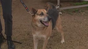 Austin Pets Alive! raising money to help pets most at risk for euthanasia