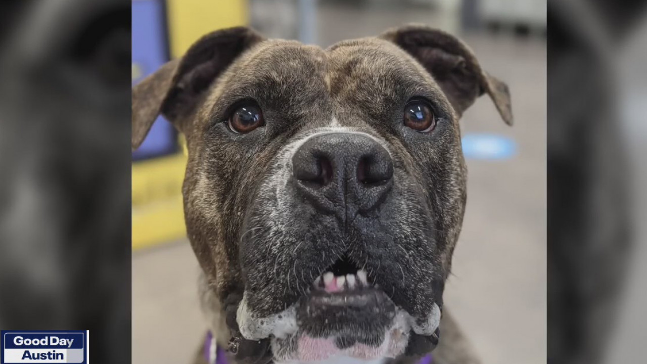 Pet of the Weekend: Yarra