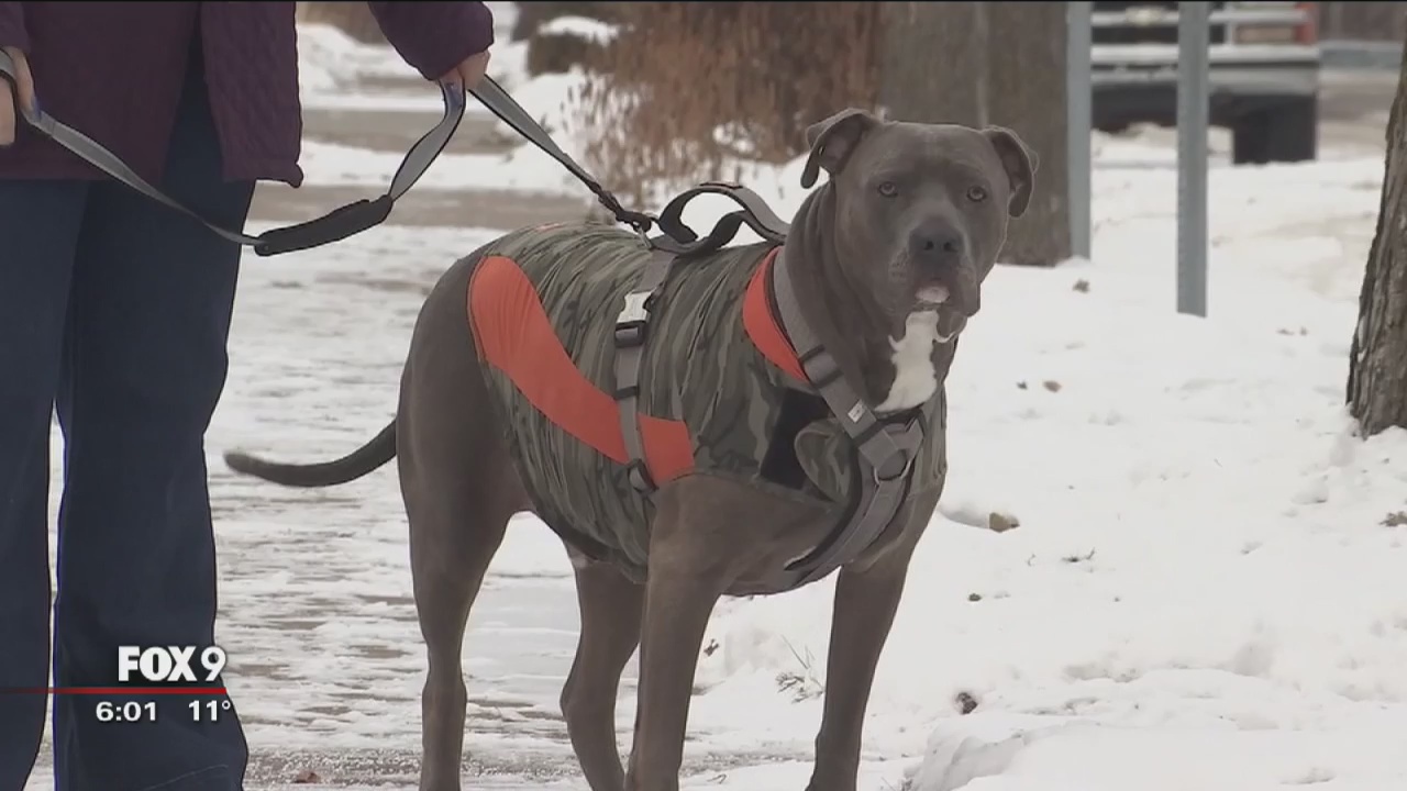 Owners of dogs shot by Mpls police wait for change