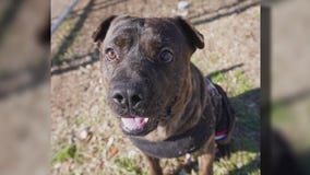 Pet of the Weekend: Zeus