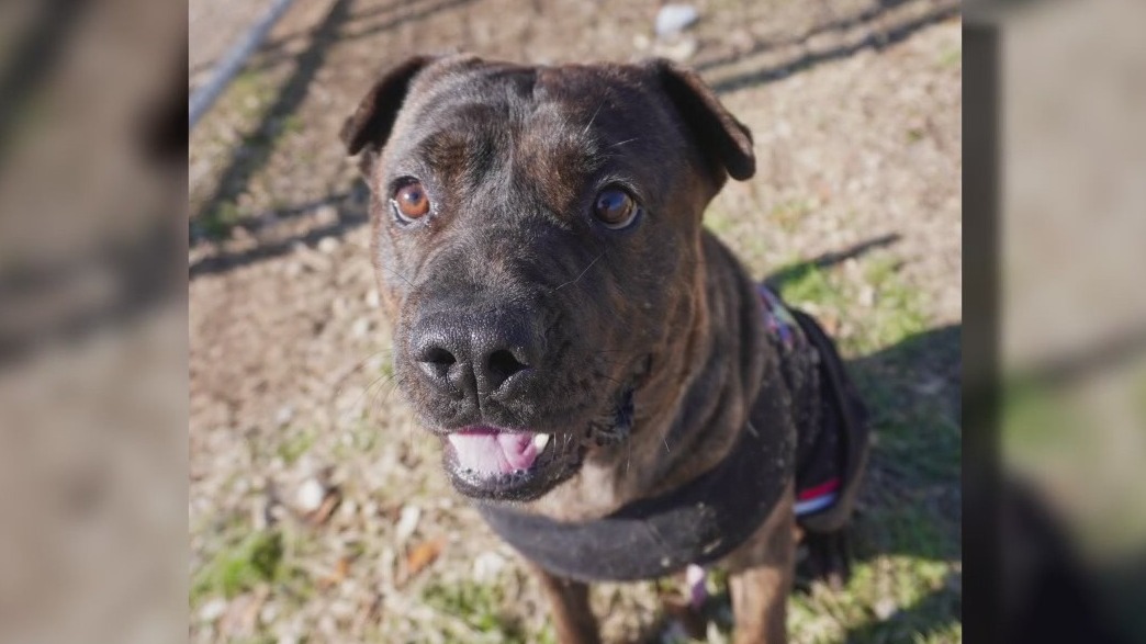 Pet of the Weekend: Zeus