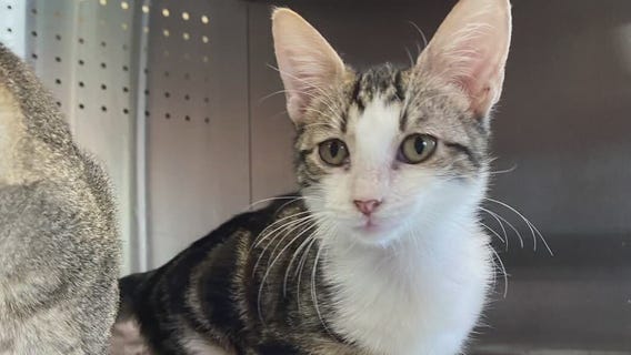 Pet of the Weekend: Lita