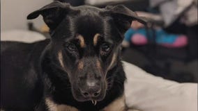 Pet of the Weekend: Bingo