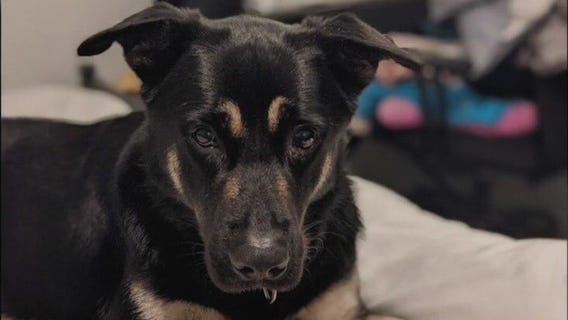 Pet of the Weekend: Bingo