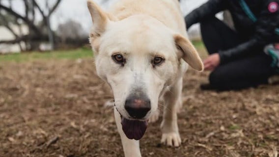 Pet of the Weekend: ?Chucho? at Austin Animal Center