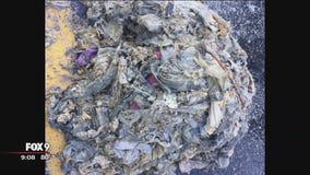 Flushable wipes clog sewer in Hopkins